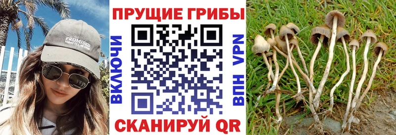 Псилоцибиновые грибы Cubensis  Купить закладки  Ахтубинск 